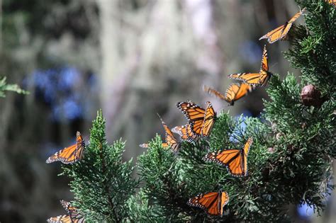 monarch butterflies overwintering in pacific grove california by usfws pacific southwest