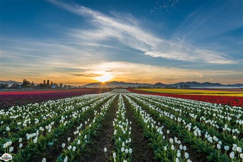 RoozenGaarde Tulip Field In Washington Is The Most ...