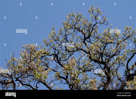 Blossoming Sal Tree Shorea Robusta Also Known As Sakhua Or Shala Tree