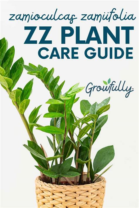 How To Care For A Zz Plant Zamioculcas Zamiifolia Growfully