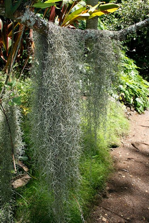 How To Grow Spanish Moss Tillandsia Usneoides The Garden Of Eaden