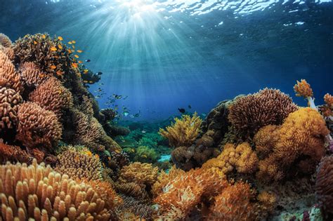 Factors Affecting Coral Reefs Usa Today