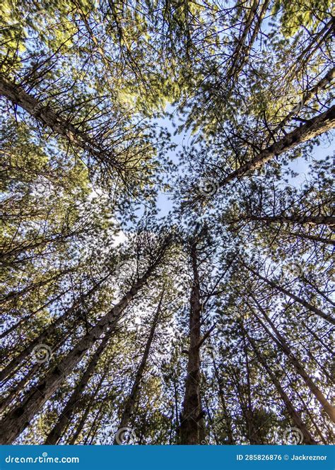 Low Angle View Of Tall Trees In Forest Stock Photo Image Of
