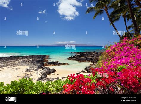 Flowers At Secret Beach Maui Hawaii Stock Photo 64364513 Alamy