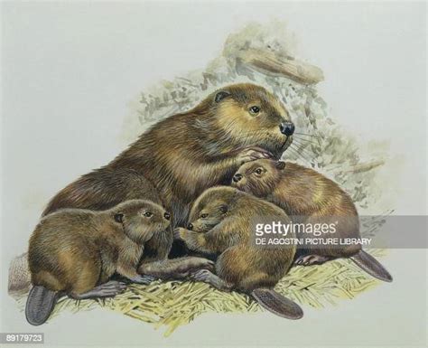 Close Up Of A Female Beaver Lying With Its Young News Photo Getty Images