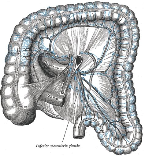 Inferior mesenteric lymph nodes - wikidoc