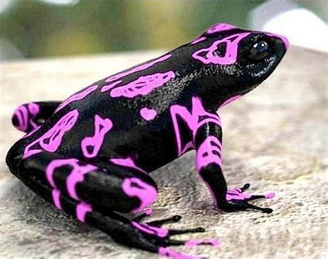 5 Beautiful Rare Animals Which You Wont Believe Exist