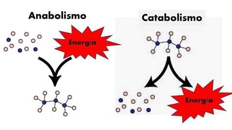 Cuál es la diferencia entre ANABOLISMO y CATABOLISMO YouTube