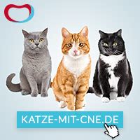 Clothing (brand) in kaohsiung, taiwan. Werbebanner - katze-mit-cne