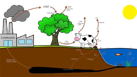 El Ciclo Del Carbono Explicacion Para NiÃ±os Ajore