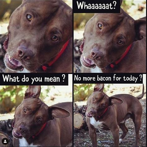 The 15 Funniest Pitbull Memes Of The Week Page 2 Of 3 Petpress Dog