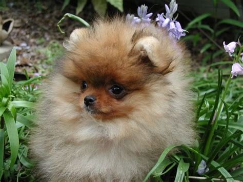 We have gorgeous, micro and teacup puppies for sale now. Firebrook Poms, NC. I want a Pomeranian!! | Pomeranian ...