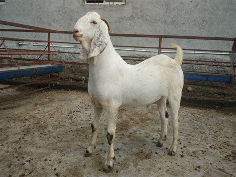 Male Bakri Eid Goat Rs 450 Kilogram Ghule Goat Farm Id 15716987033