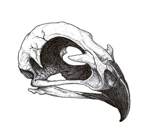 Pin By Gabby Doyle On Tattoo Animal Skull Drawing Skull Tattoo