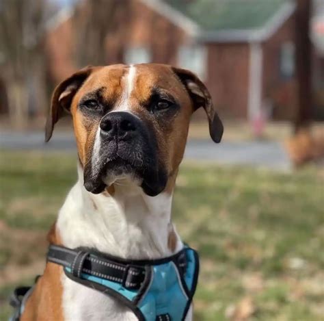 Crooked Hammock Brewery And Carolina Boxer Rescue To Hold Meet The
