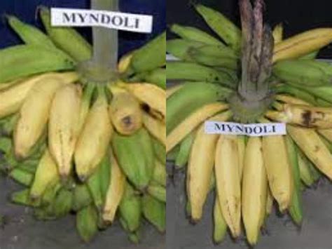 Goas Myndoli Banana May Get Gi Tag Soon