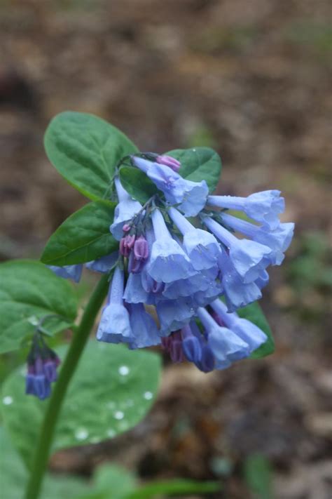 Virginia Bluebells Mertensia Virginica From New England Wild Flower Society