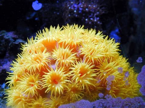Image Result For Coral Types Coral Reef Plants Coral Reef Ocean