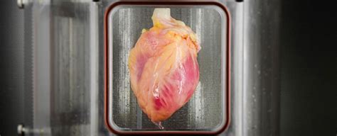 Ovarian germ cell tumors grow in the ovaries. Scientists Have Grown a First-of-Its-Kind Functional Heart ...
