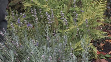 Gardening Tips Growing Lavender Plants Youtube