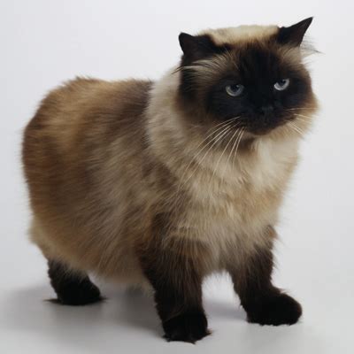 Himalayan Cat History, Personality, Appearance, Health and ...