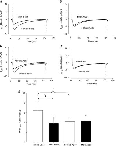 Sex And Regional Differences In Rabbit Right Ventricular L‐type Calcium Current Levels And
