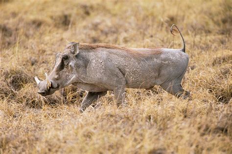 Common Warthog Photograph By Simon Booth Pixels