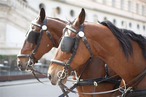 Why Do Horses Need Blinders Equestrian Space