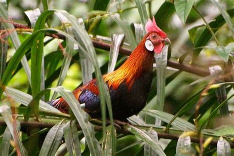 Ayam Hutan Merah Malaysia Alexandra Hill