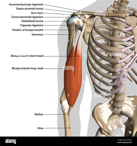 Science Source Stock Photo Labeled Anatomy Chart Of Male Biceps And
