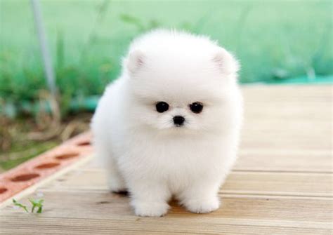 Micro Tiny Teacup White Pomeranian Love Puppy Cute Pomeranian Cute