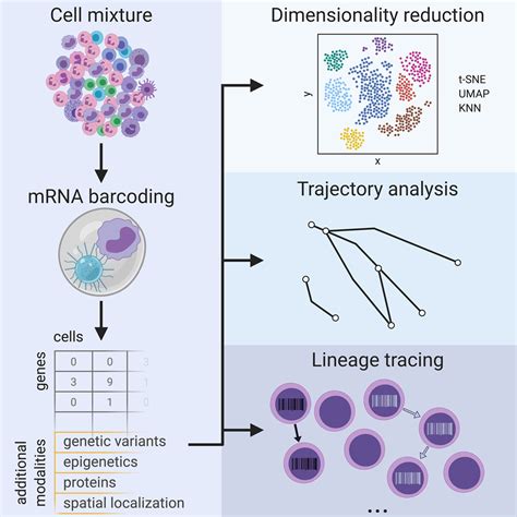Single Cell Rna Sequencing To Disentangle The Blood System