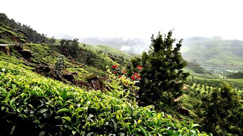 Munnar In Monsoon A Trip To Remember Backpack And Explore