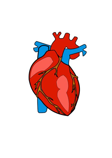 Zoe samuel 5 min quiz. Human Heart PNG - Órgão Coração em PNG de alta resolução