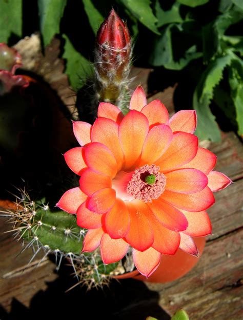 Echinocereus Aff Scheeri 2 Manue64 Flickr