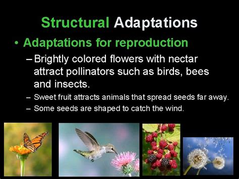 Plant Adaptations Types Of Adaptations Structural Adaptations Are