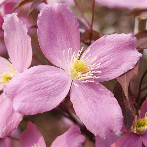 Clematis Montana Fragrant Spring Deciduous Scented Flowering Climbing