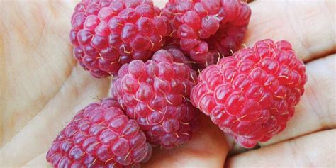 Bramble On The Ins And Outs Of Growing Raspberries Chelsea Green