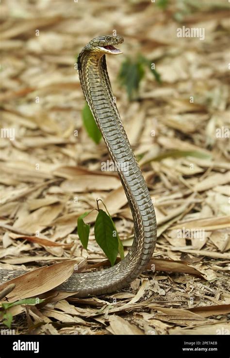 King Cobra Ophiophagus Hannah Adult Rearing Up With Open Mouth And