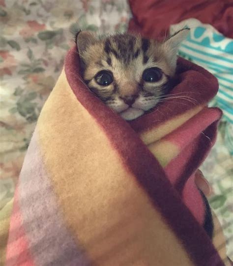 Rescue Kitten Found Abandoned Now Loved And Warm As A Purrito Love Meow