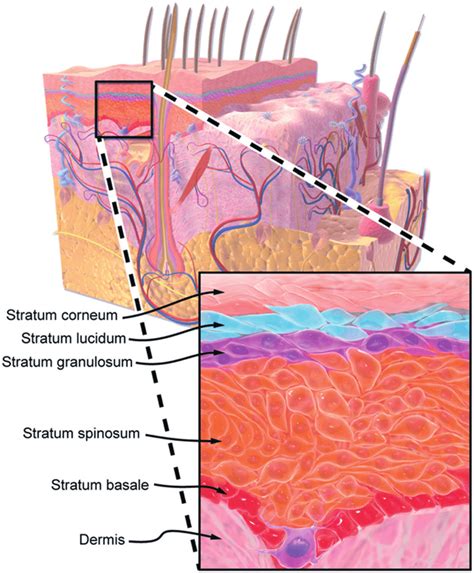 Diagrammatic Cross Section Of Human Skin Including A Zoomed In View Of