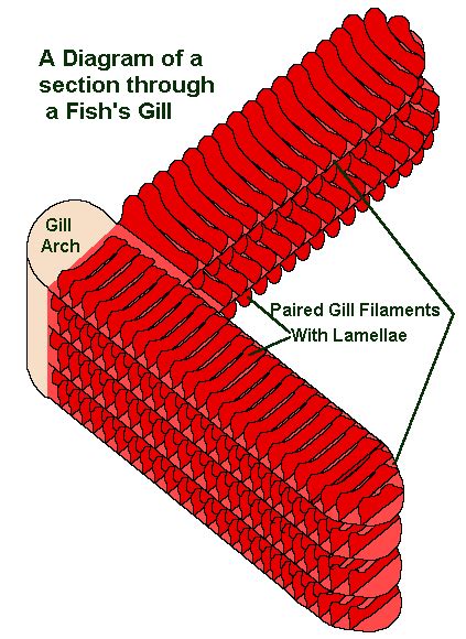 Gills 101 The Magic Of How Fish Breath Explained Earth Life
