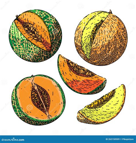 Honeydew Muskmelon Melon Fruit, Many Angles And View Side Top Front