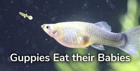 What Do Baby Fish Eat Unique Fish Photo