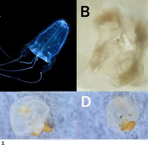 Pdf Box Jellyfish Cubozoa Carybdeida In Hawaiian Waters And The