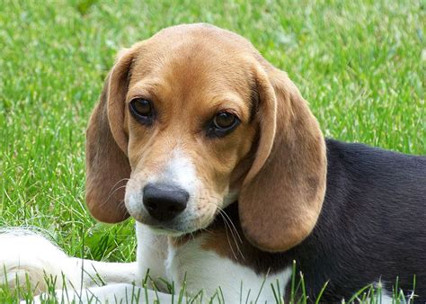 Small Hypoallergenic Dogs For KidsPet Photos Gallery - Dog ...