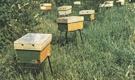 РАЦИОНАЛЬНОЕ РАМОЧНОЕ ПЧЕЛОВОДСТВО [1990 Шабаршов И.А. - Русское ...