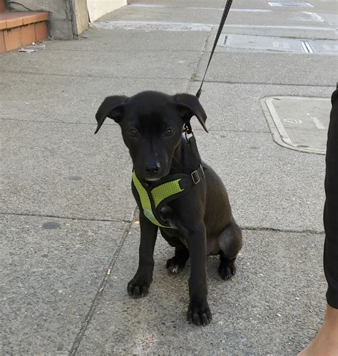 45 Wiener Dog And Chihuahua Mix Black L2sanpiero