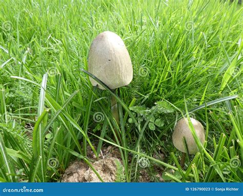 Mushroom In The Green Grass Stock Image Image Of Fungus Wild 126790023