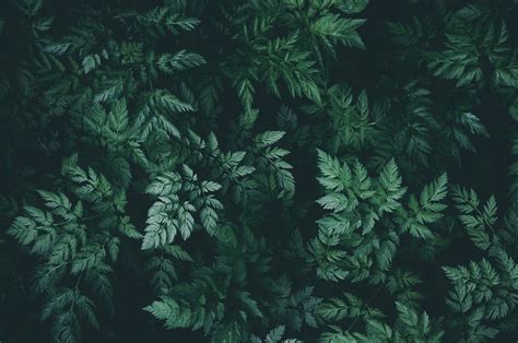Free Images Background Nature Green Leaves Darkness Dark Green